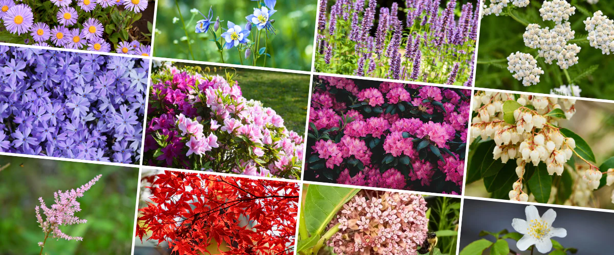Where Your Home Grows Wild