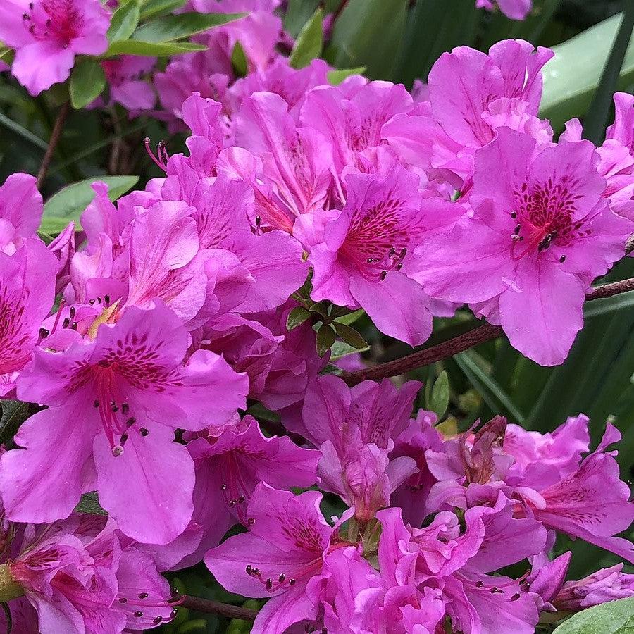 Best Shrubs for Hedging